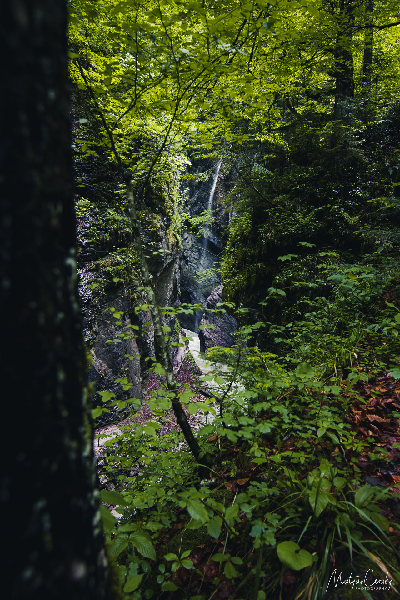 Photo of a waterfall and wild river in a canyon taken from behing a tree in a forest above in a rainy weather in Partnachklamm, Austria.