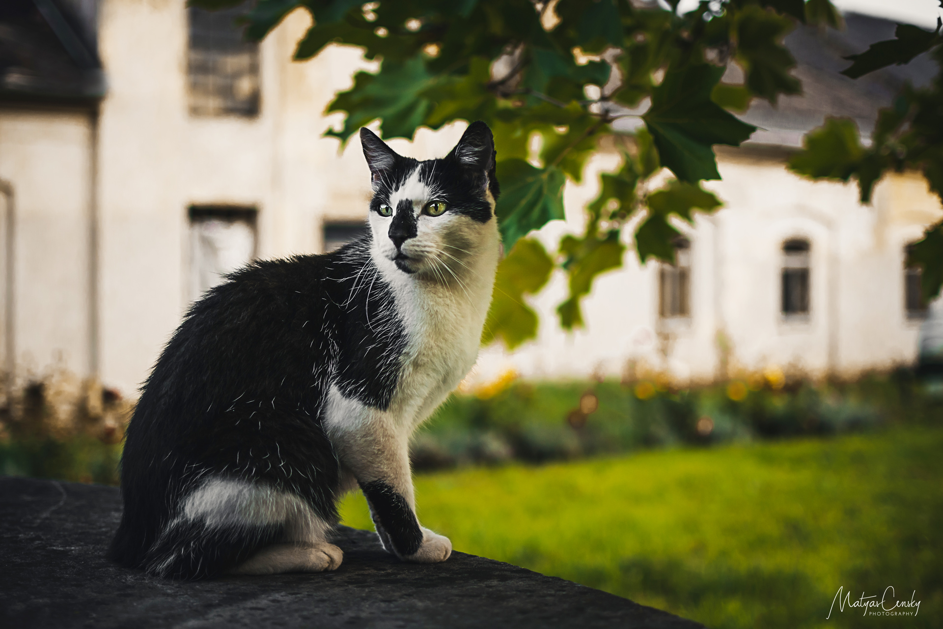 Photo of a black and white cat sitting on a stone table, under a tree with an old brewery building in the background.