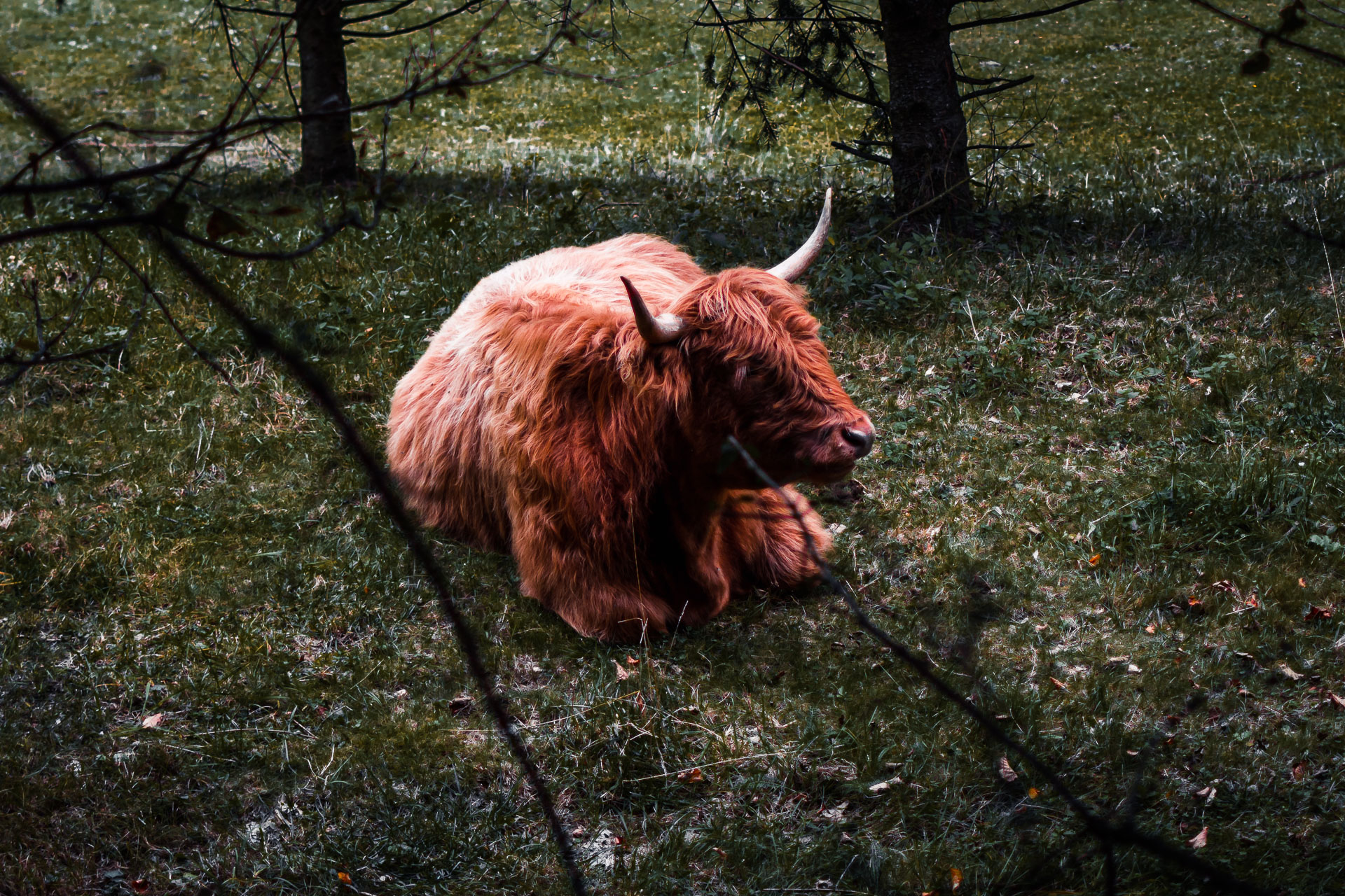 Photo of a red cow in woods.