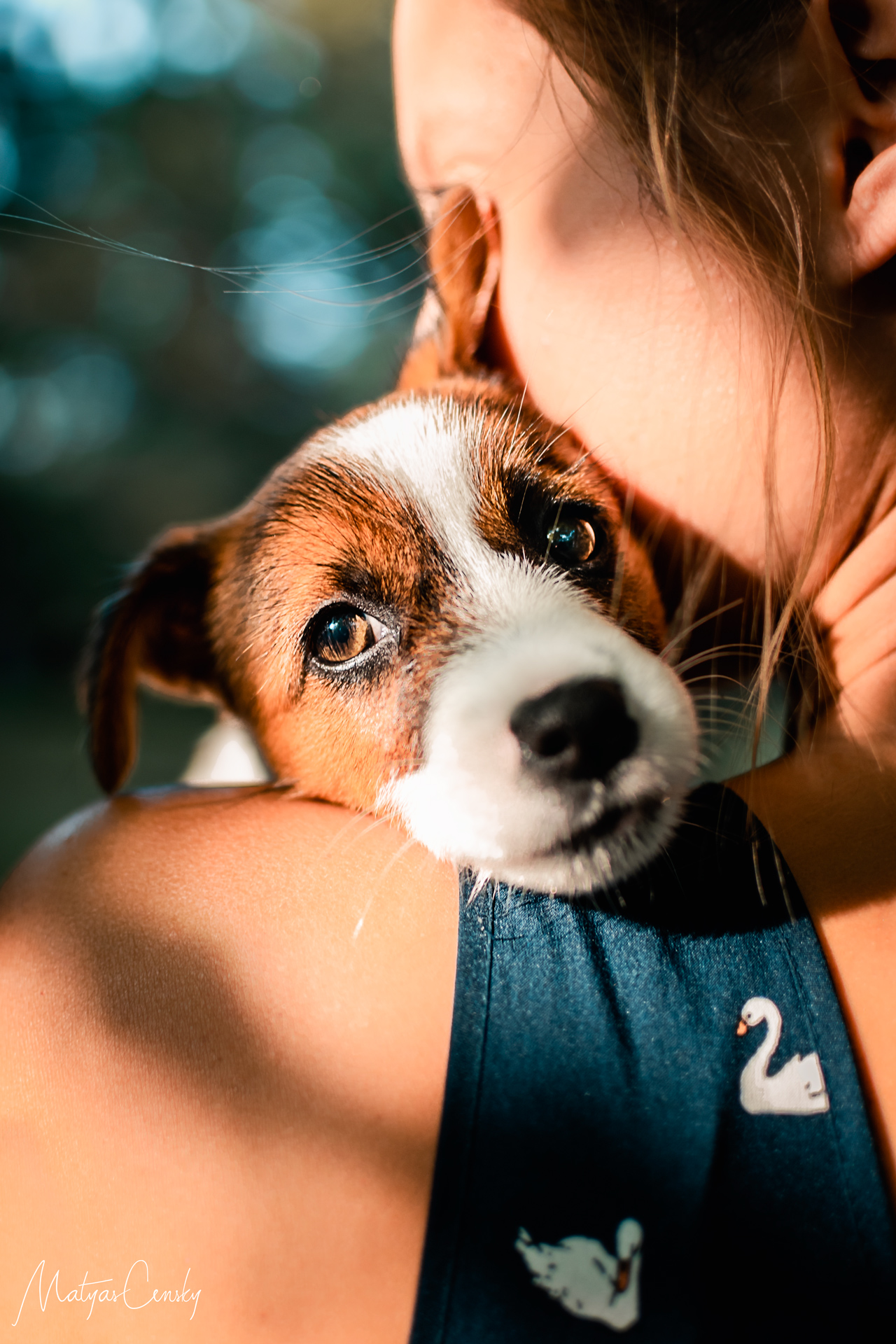 Photo of a puppy Jack Russel cuddle with his owner holding him on her shoulder.