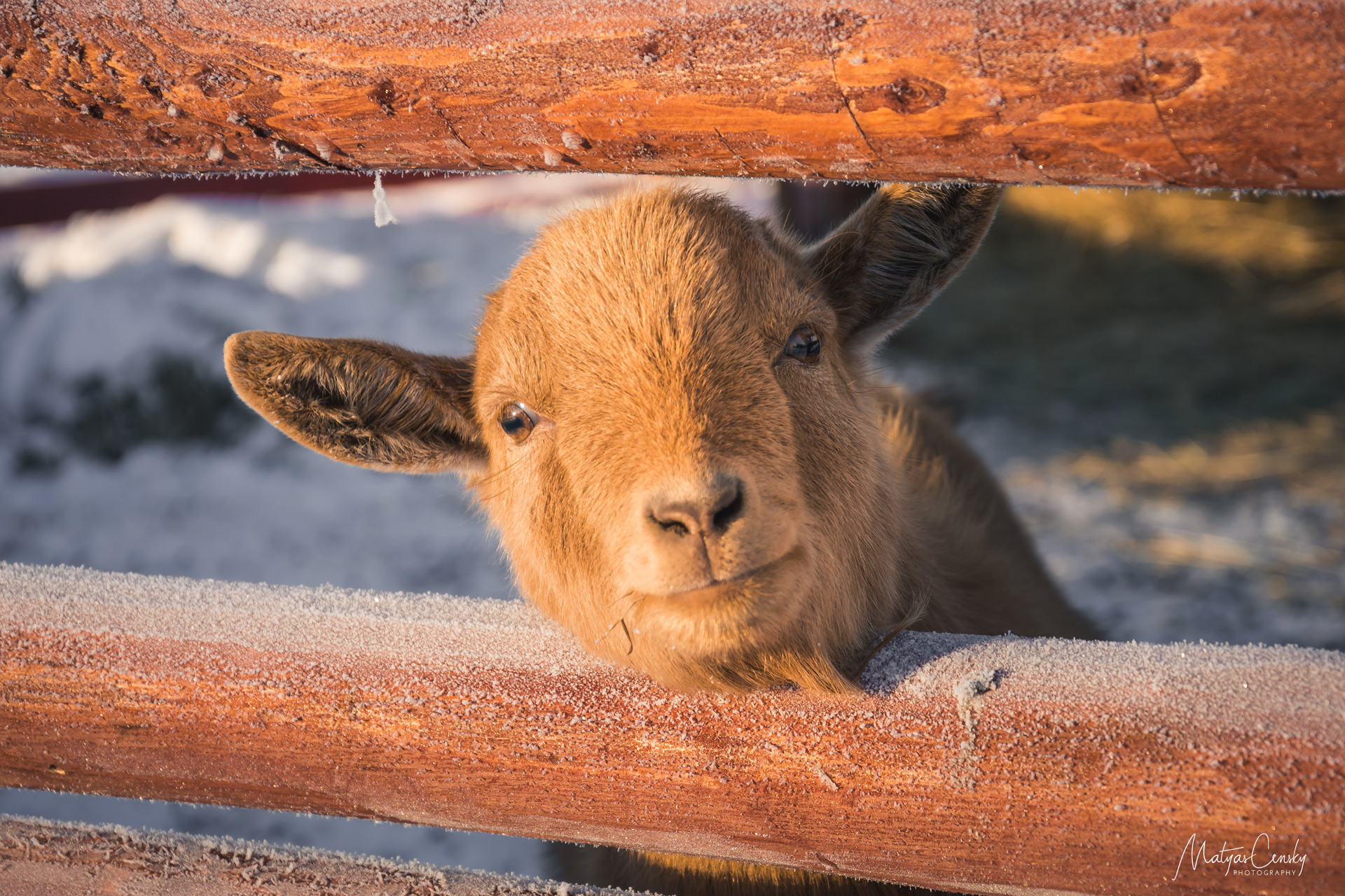 Photo of a goat looking through a wooden fence in winter.