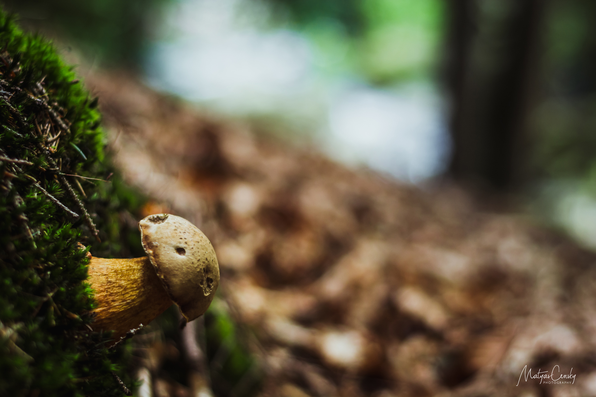 Photo of a little mushroom on moss in the forest growing from the side of a hill.