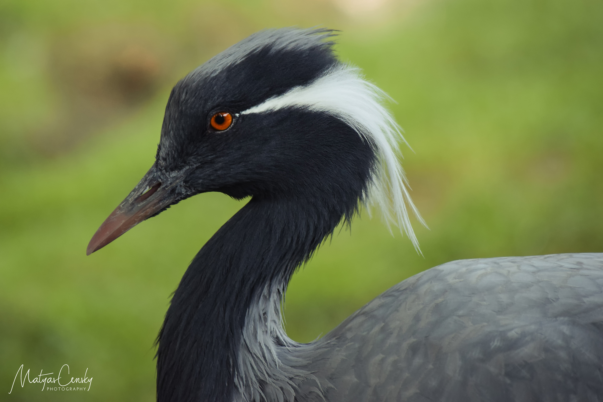 Photo of a head of demoiselle crane in Prague ZOO with blurred background.