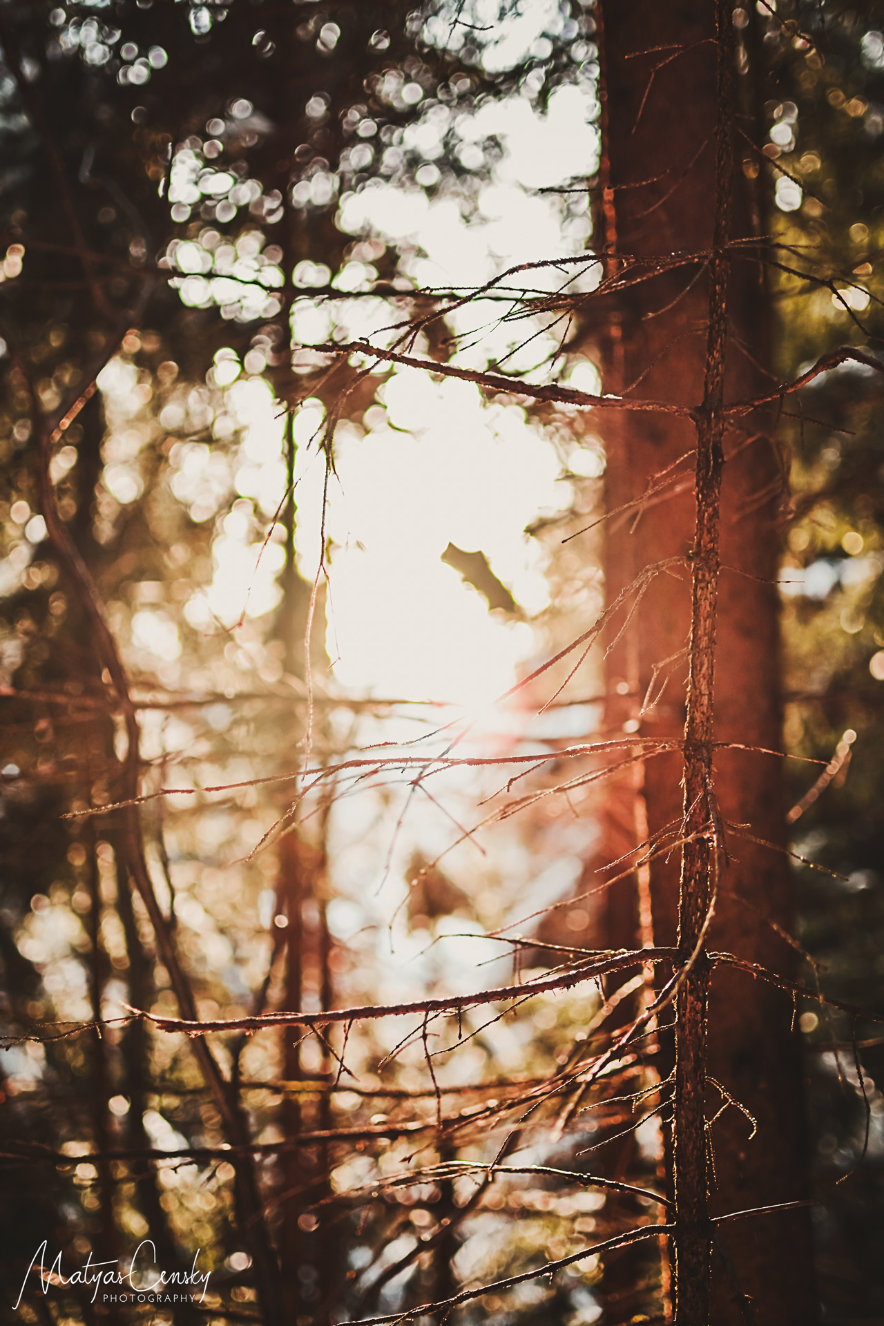 Photo of dried branches with forest and sun on the background.