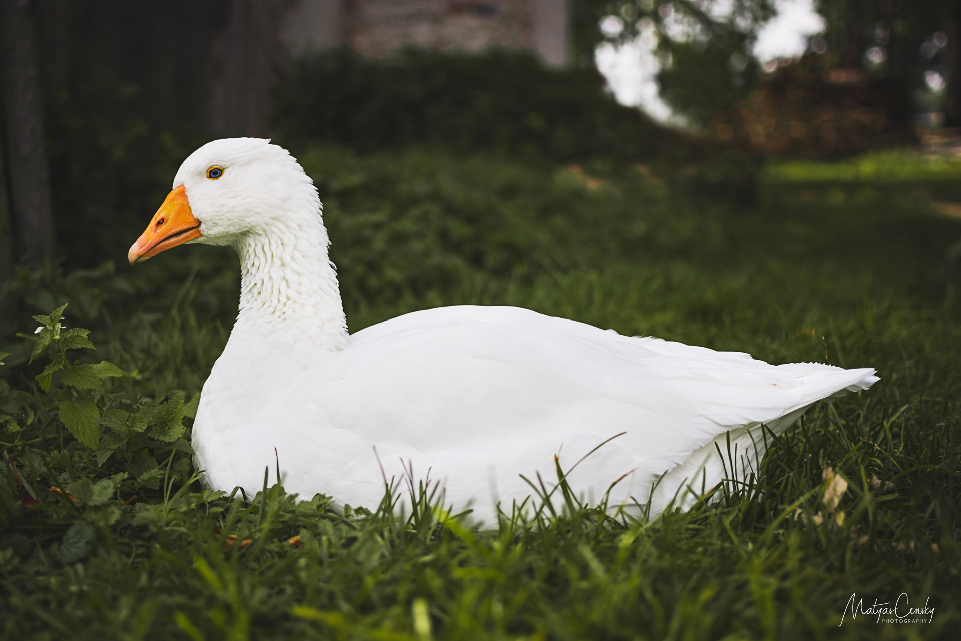 Photo of a white goose sitting in a green grass with bight orange beak and blue eye.