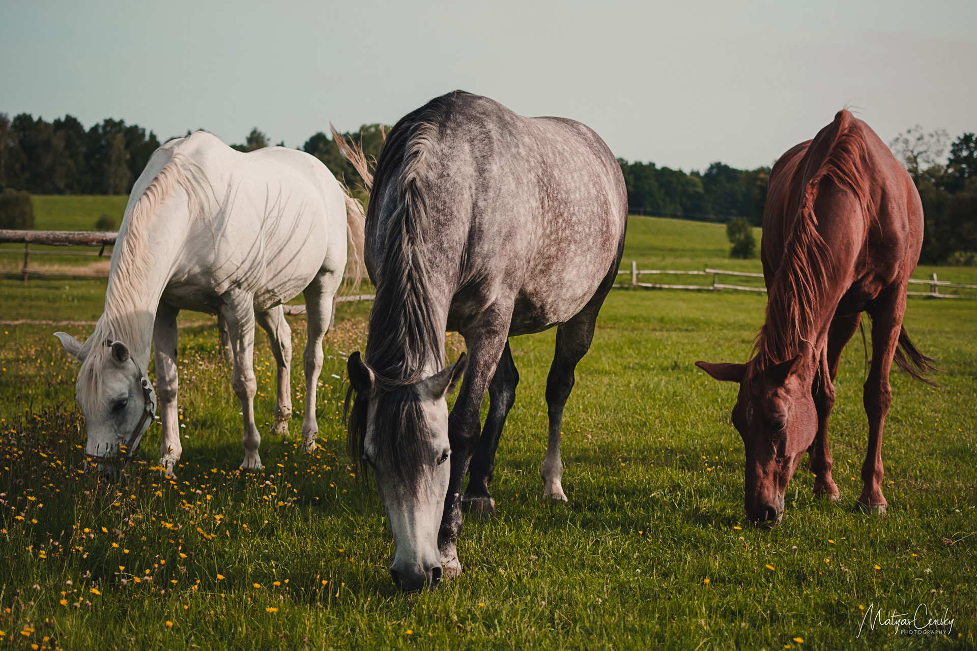 Photo of three horse, one white, one brown and one grey standing next to each other eating grass on a sunny field.