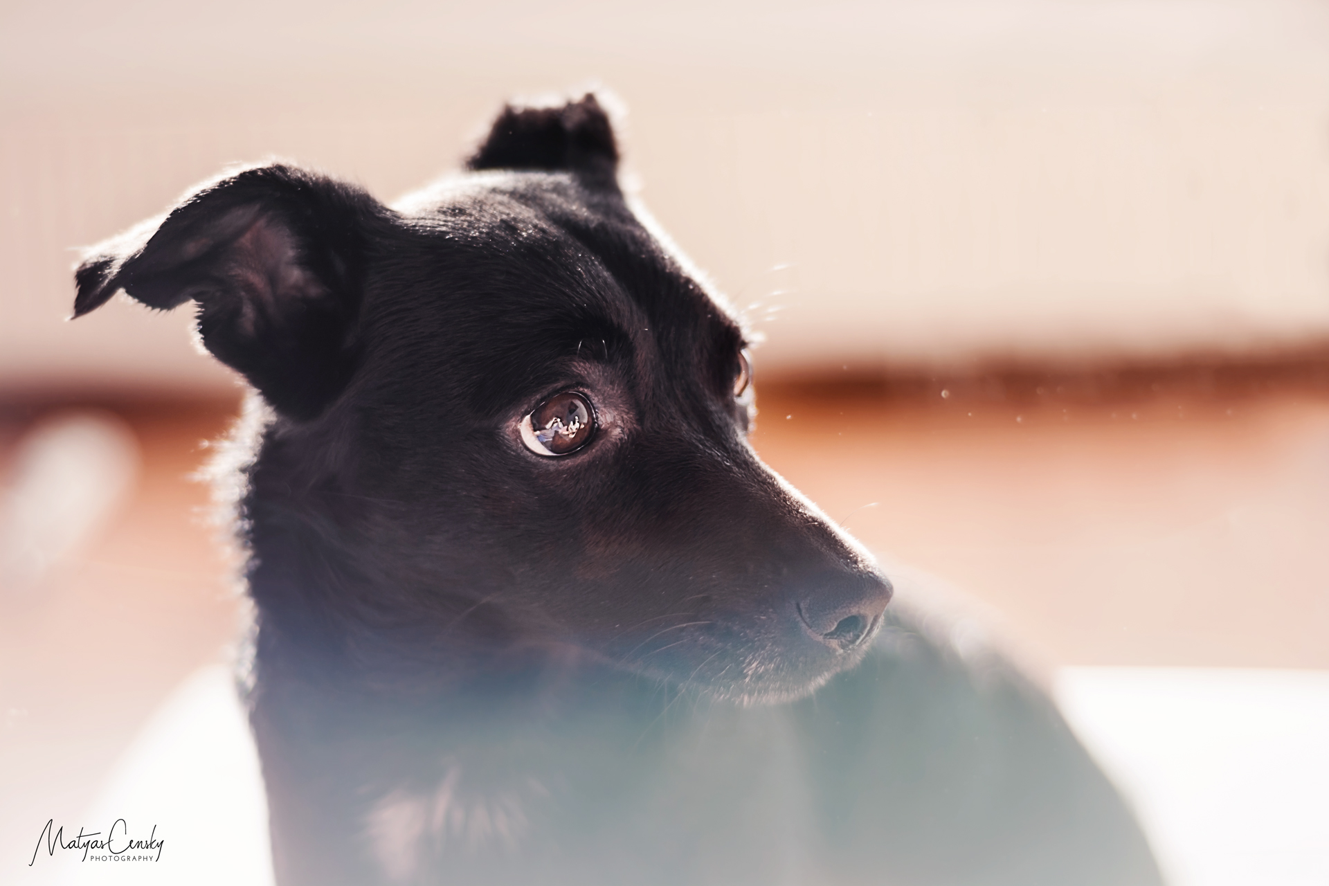 Close up photo of black jack russel terrier named Bruni in window soft light looking to the side of the photo.