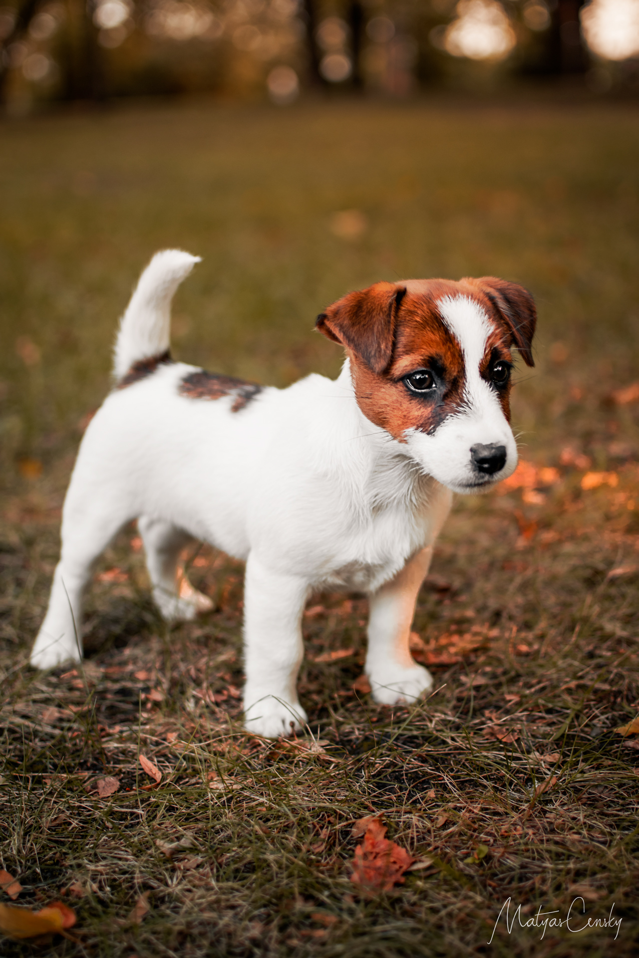 Photo of a puppy Jack Russel standing in Letna park in autmumn.