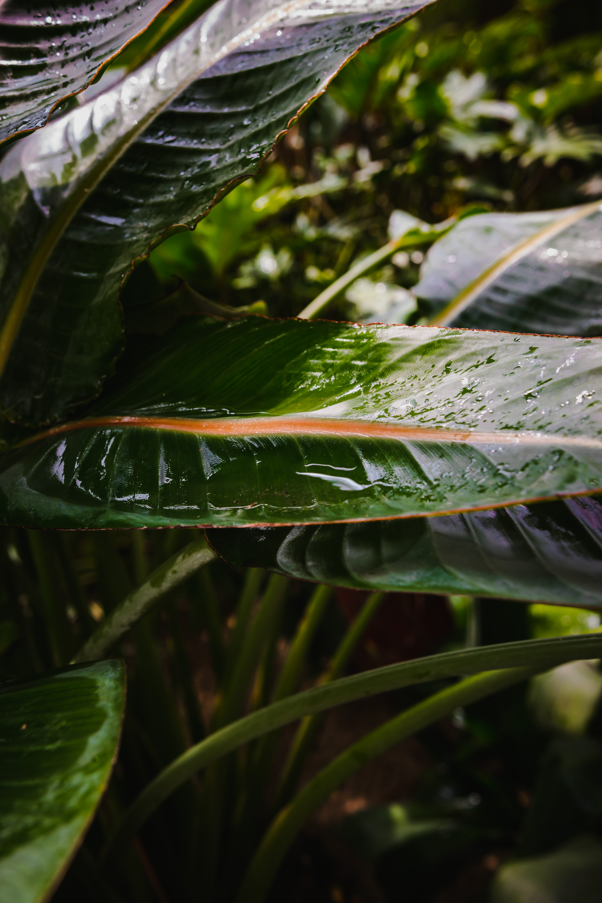 Photo of a water on a big palm leaf.