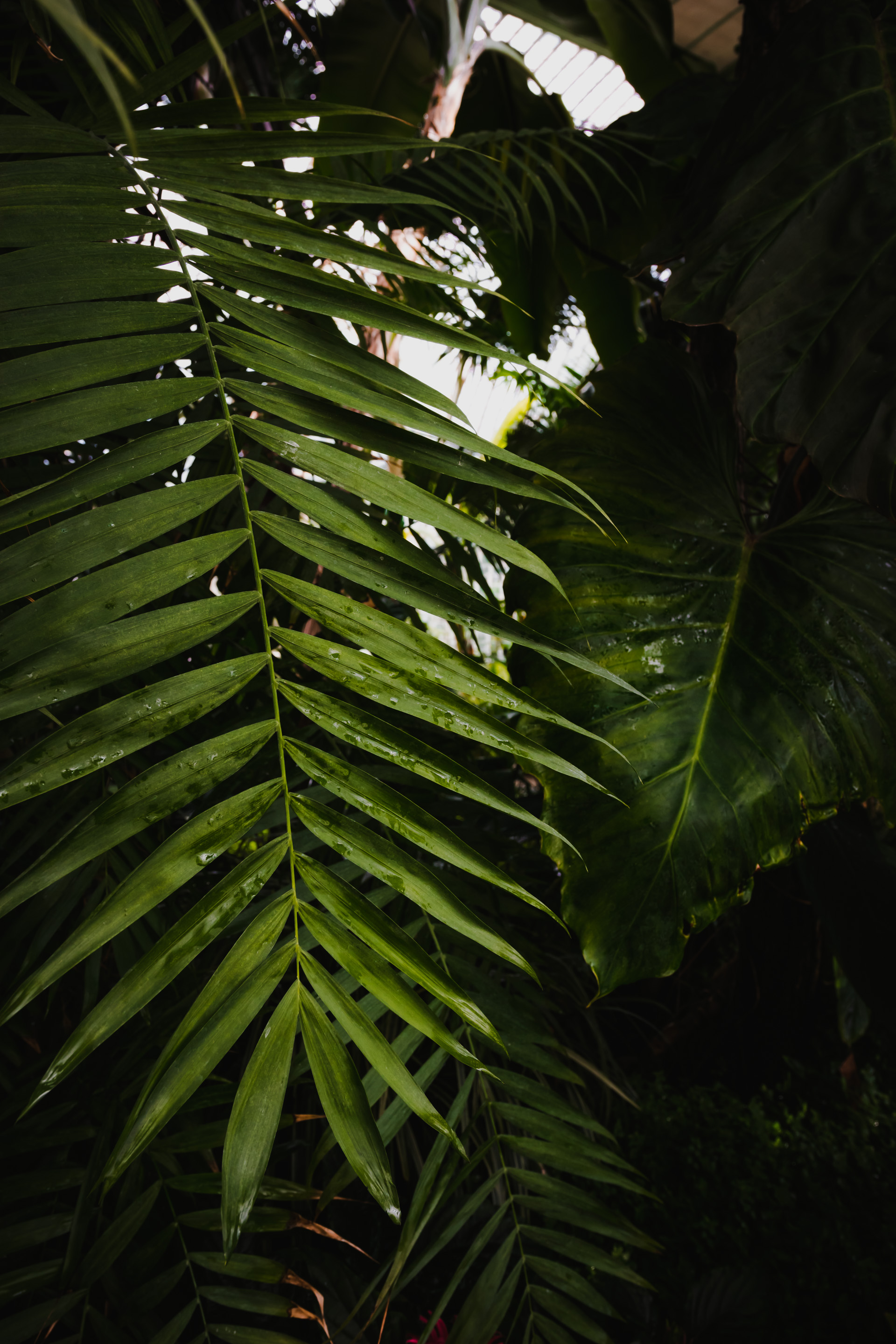 Photo of a palm leaves in a greenhouse of Lednice Castle in Moravia.