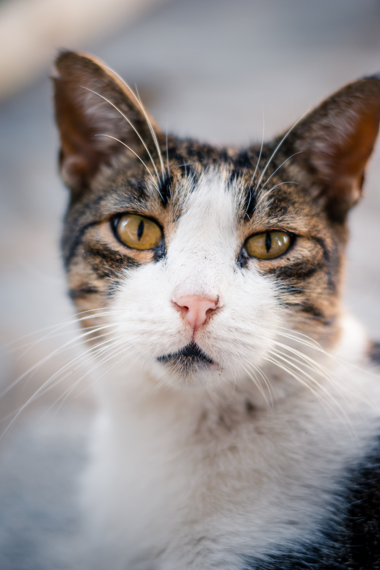 Headshot of a cat in Greece.