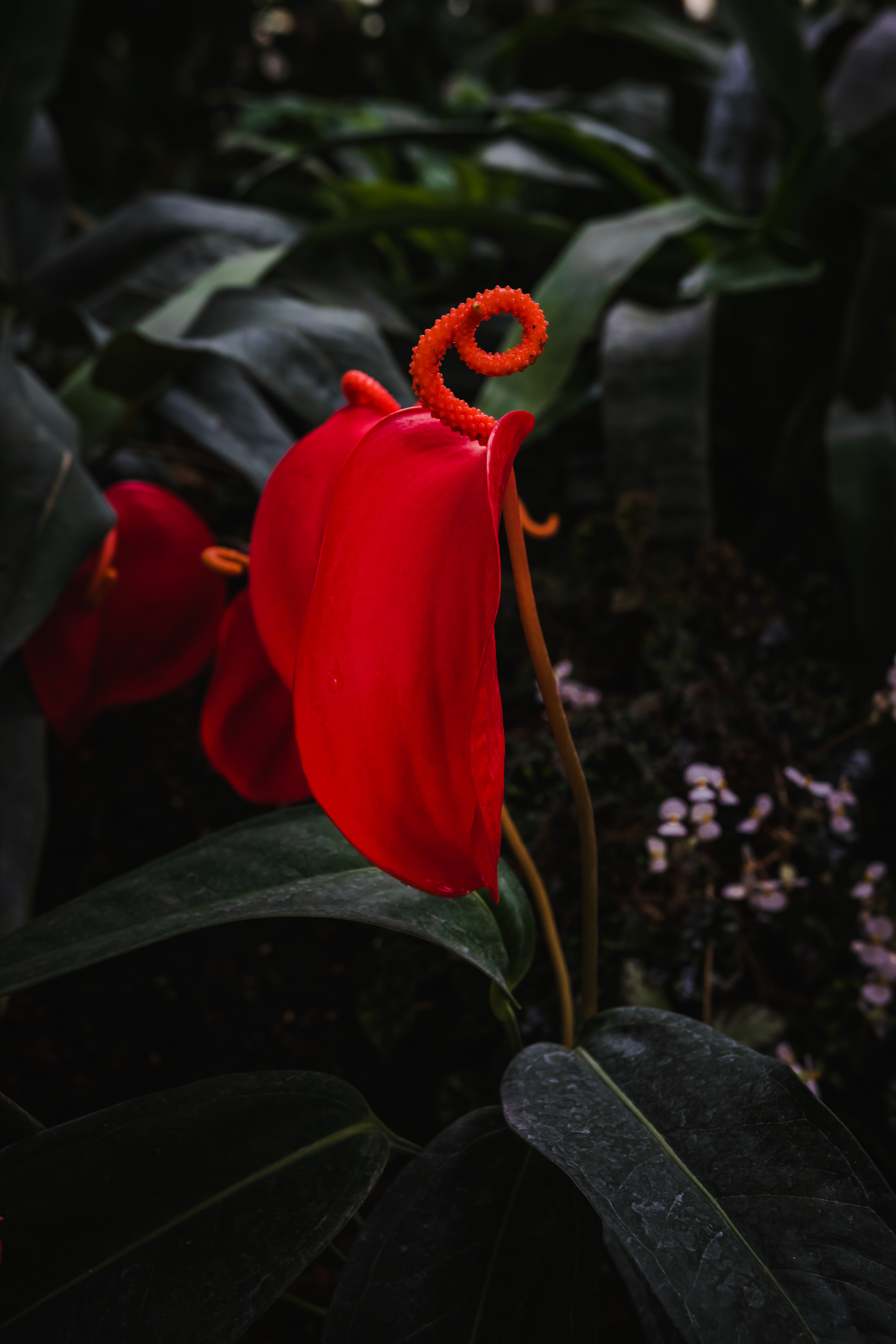 Photo of an exotic red flower.