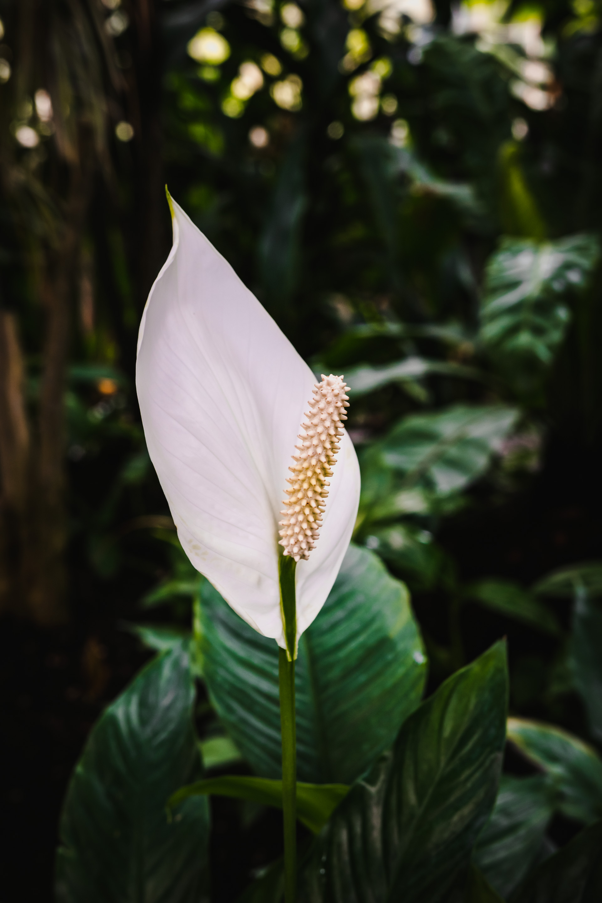 Photo of an exotic white flower.