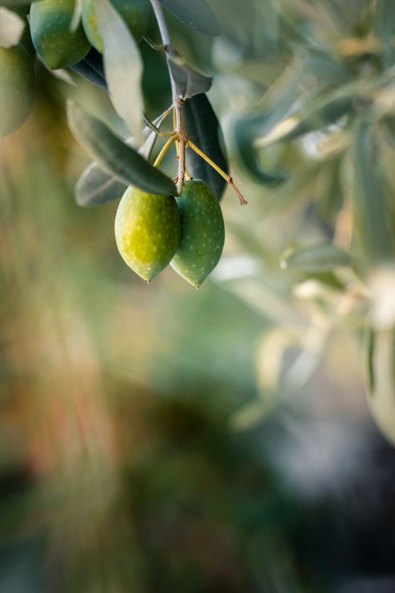Photo of a young olives on a branch in Greece.