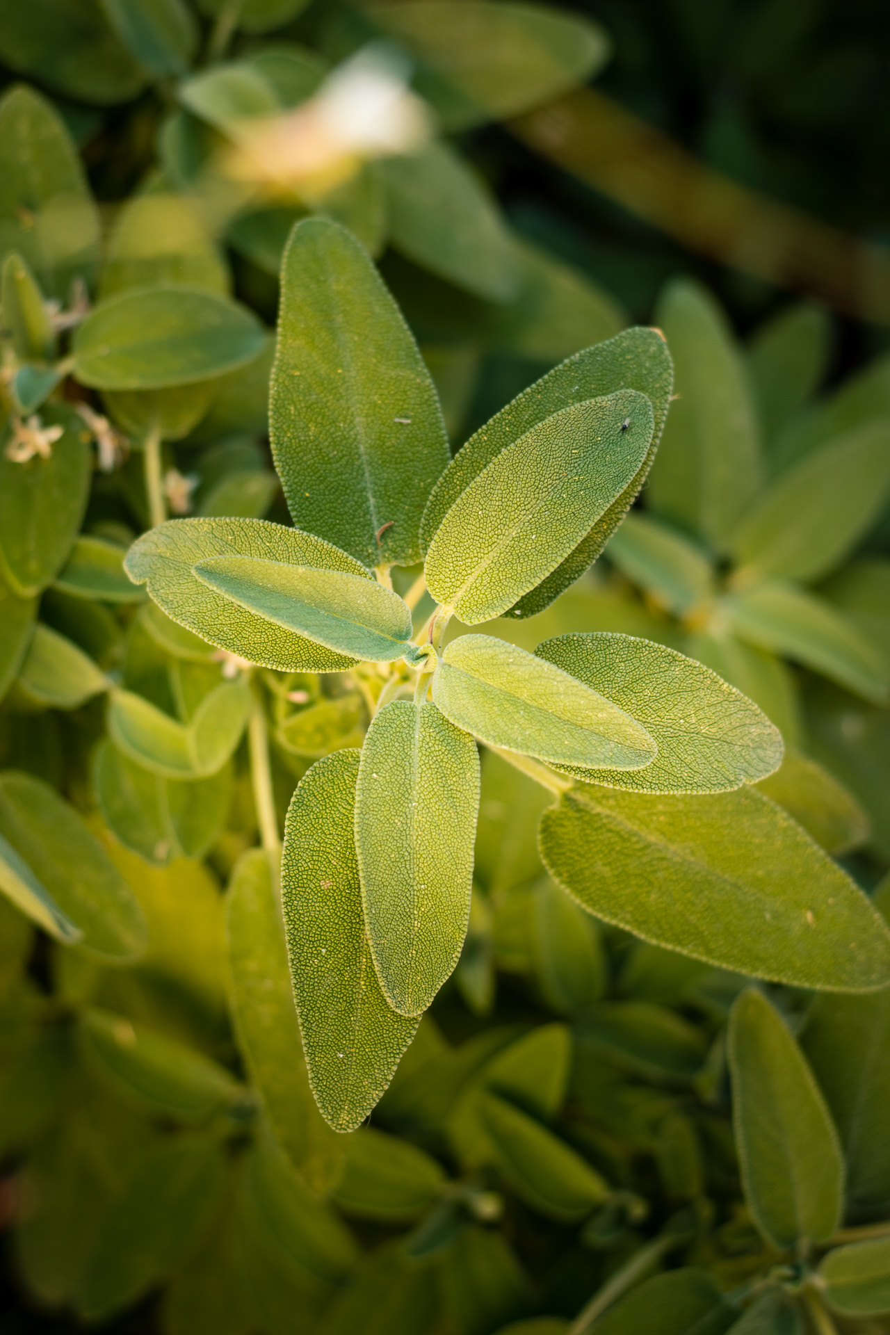 Photo of a fresh sage leaves.