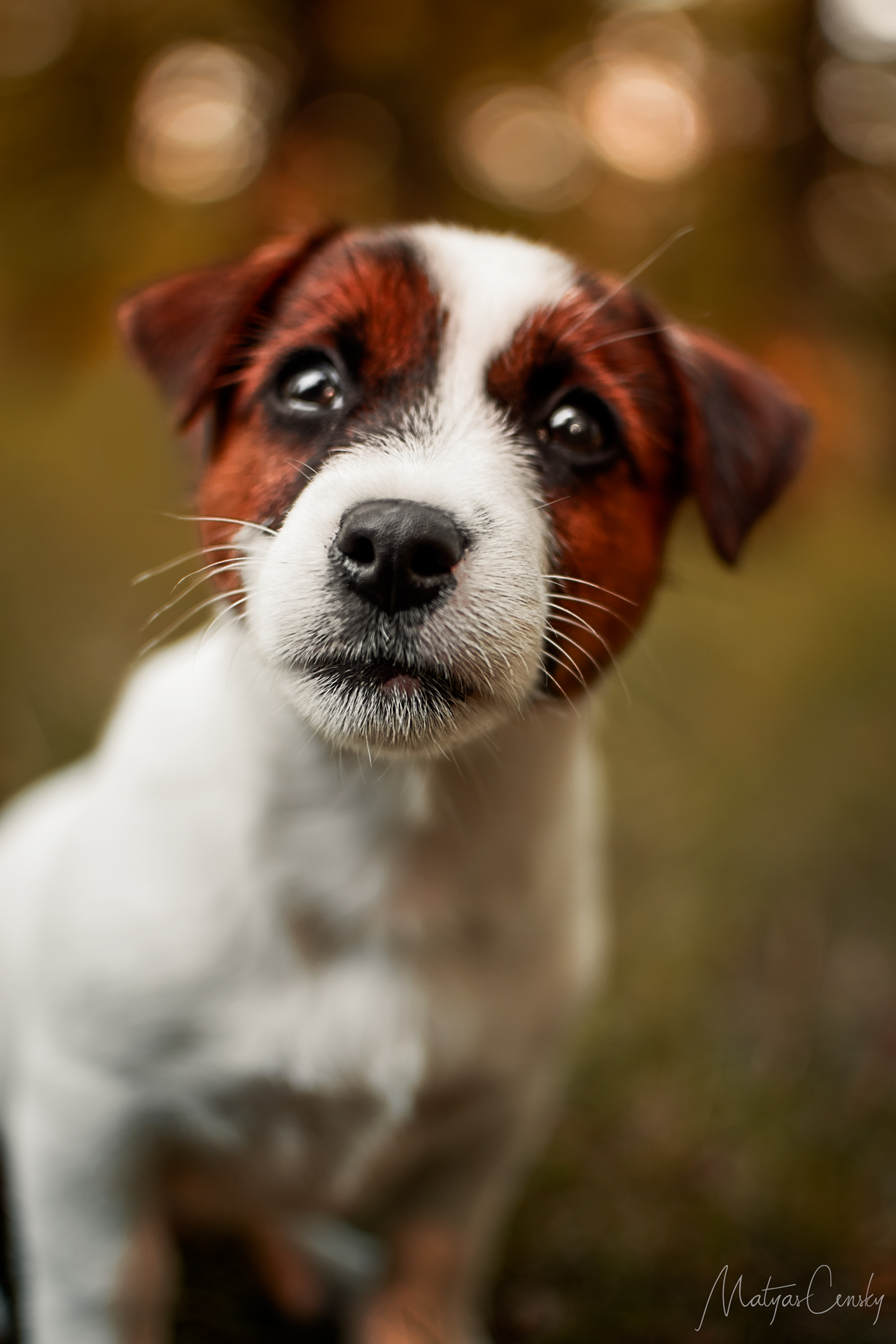 Closeup photo of Jack Russel puppys cute nose.