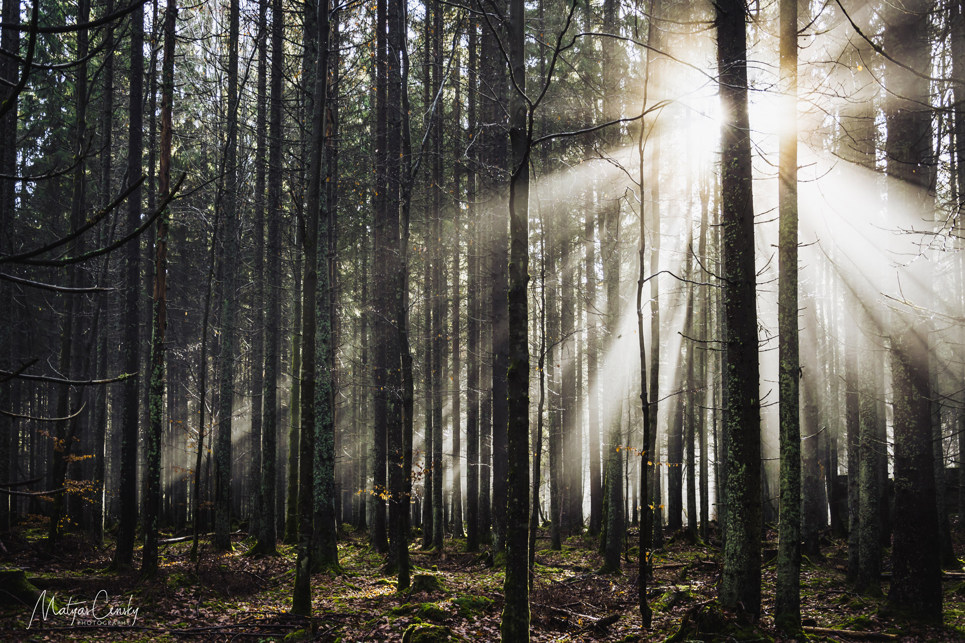 Photo of forest with sun beams coming through slight myst between the trees in Sumava, Czech Republic.