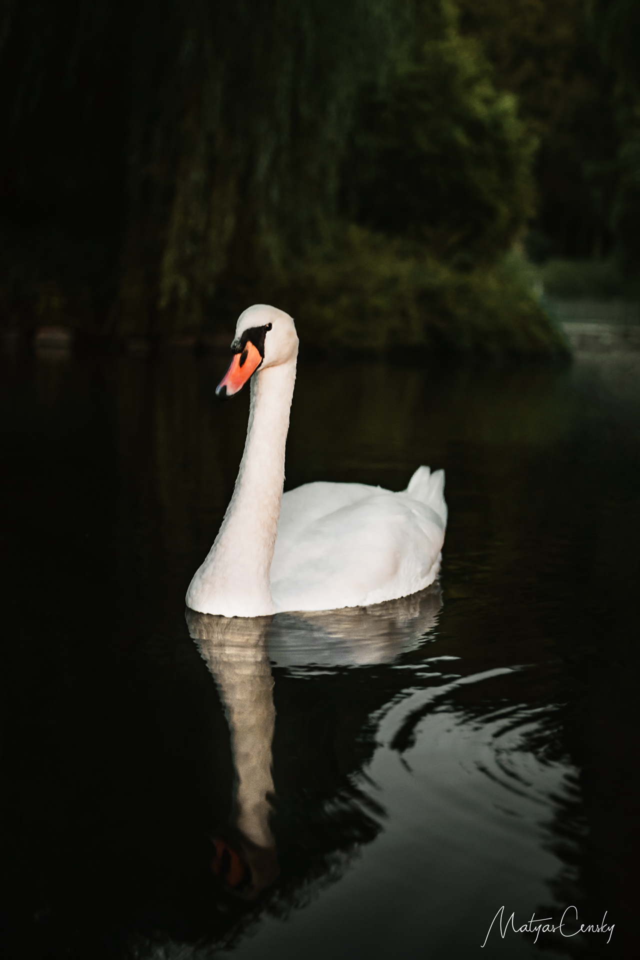 Photo of a swan in a pond with reflection.