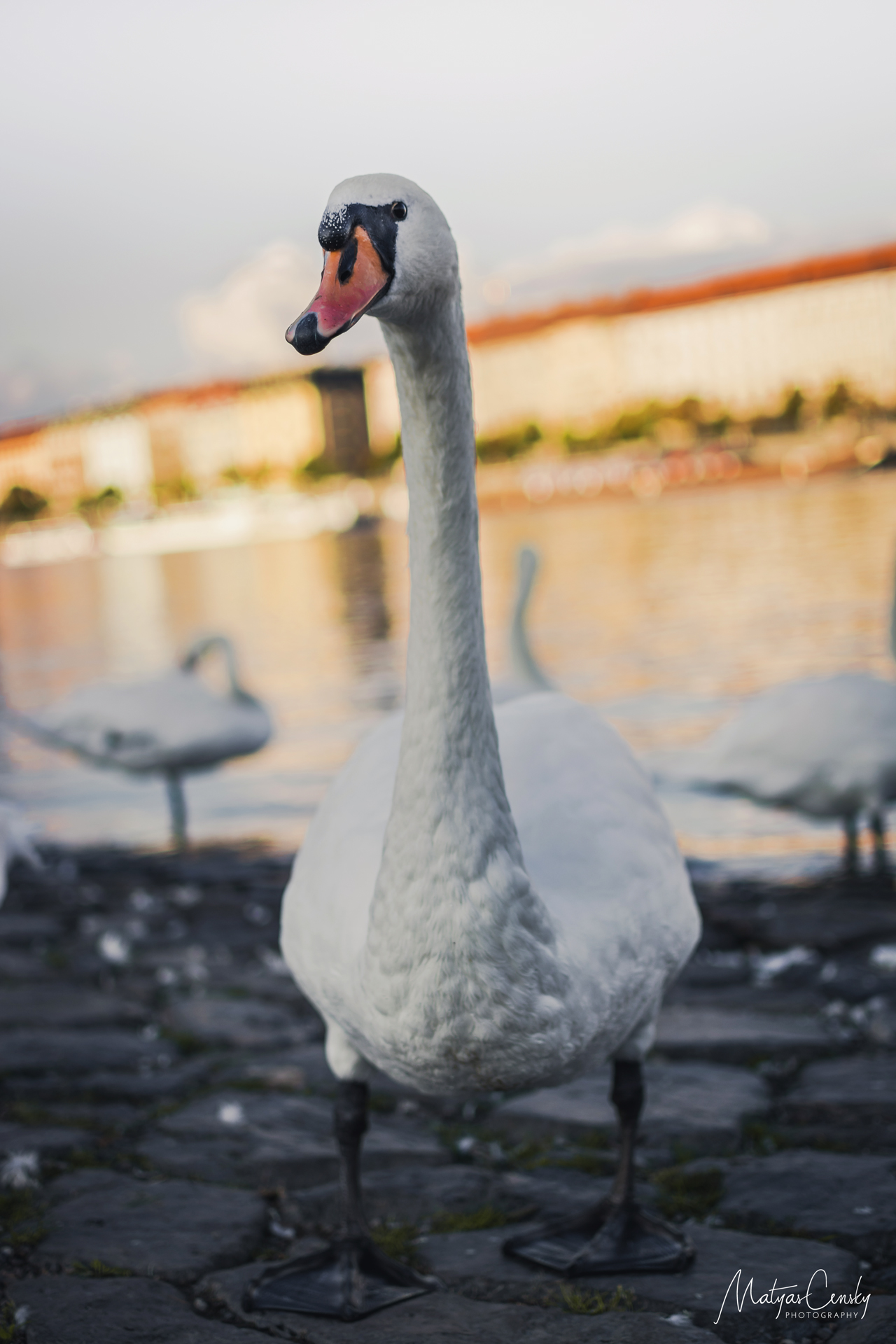 Photo of a swan standing on the shore of Vltava in Prague, Czech Republic.