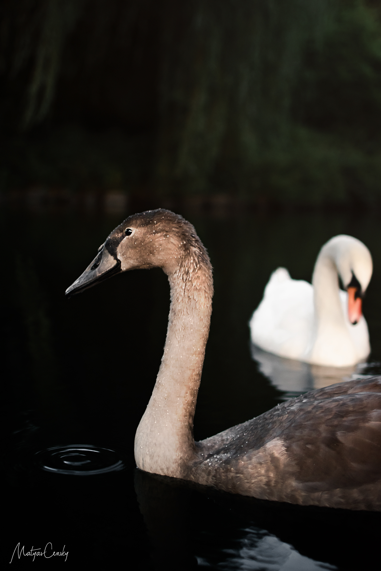 Photo of a brown swan with another white swan in a pond.
