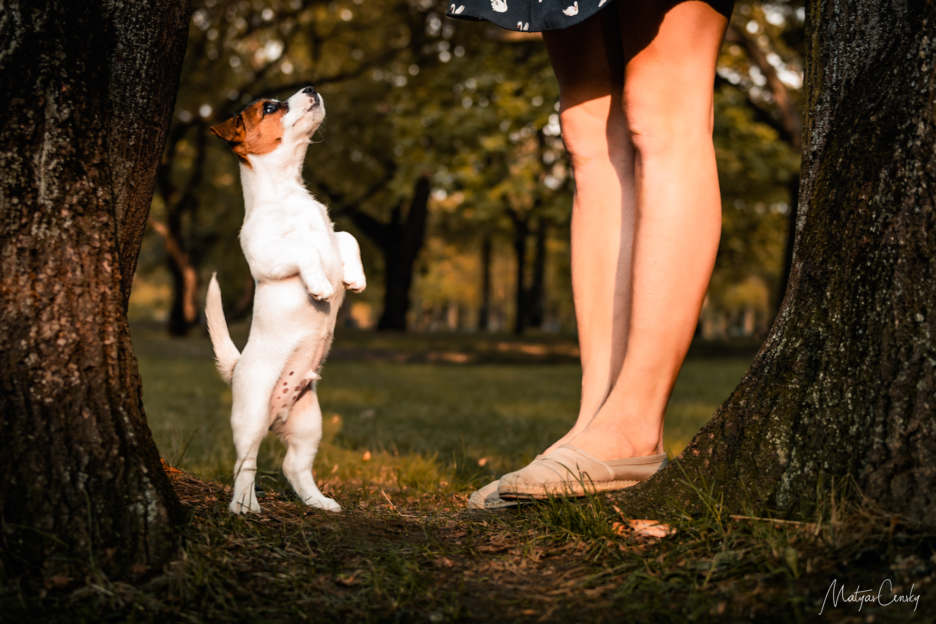 Photo of a puppy jack russel standing next to his owner on two feet begging for a treat.