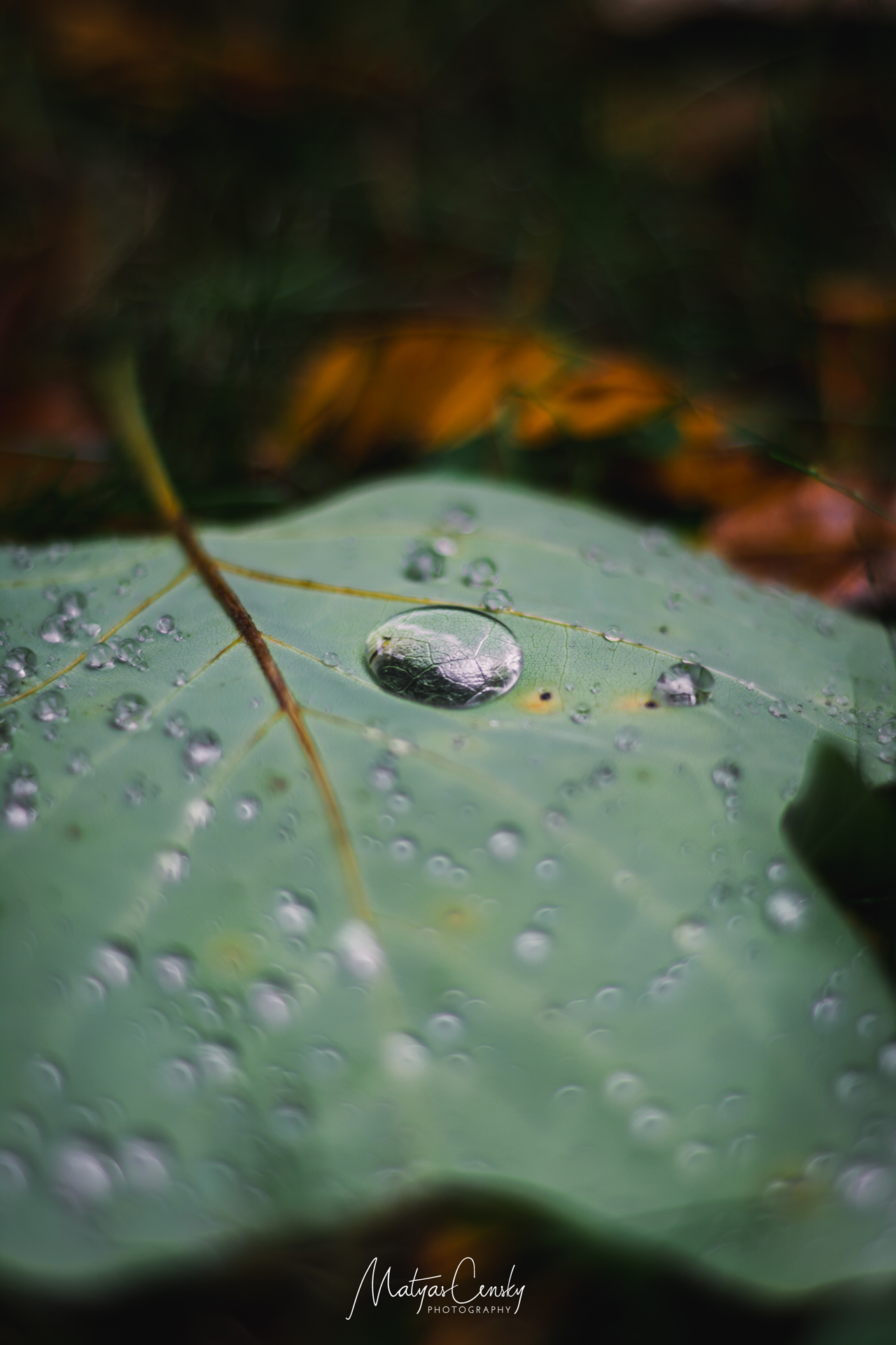 Close photo of a raindrop on a leaf.