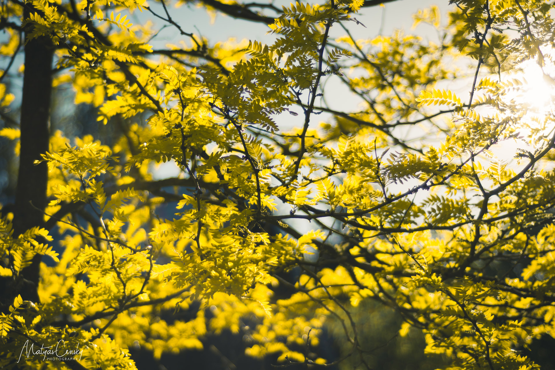 Photo of yellow tree on bloom with sun shins coming through its branches.