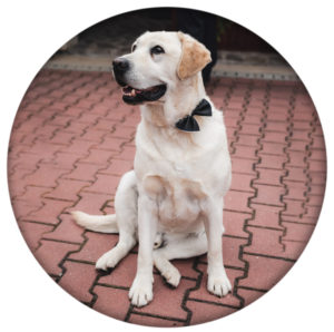 Ilustration photo Dog with a bowtie